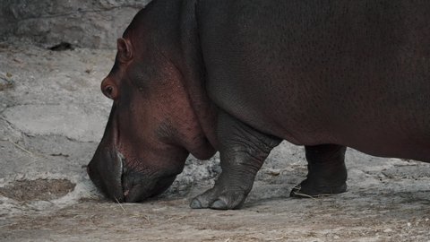 Large adult Hippopotamus feeding on land; medium shot