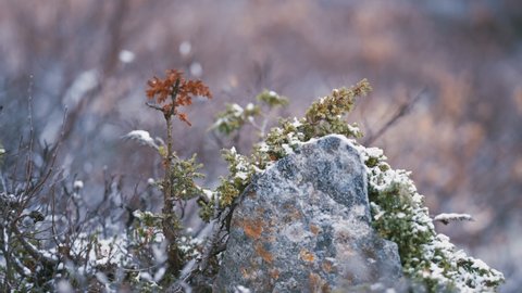 First snow on the evergreen bushes, stones, and withered grass in the tundra. Slow-motion, pan left.