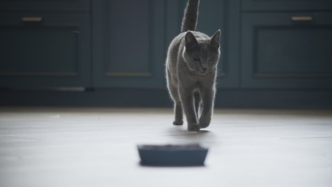 Grey domestic cat crawling to her meal in slow motion