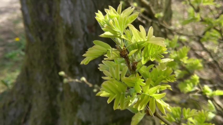 Close-up of a green branch of a bush in the forest | Shutterstock HD Video #1090457779