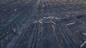 Plowed fields with sprouts of agriculture. Sowing the crop. Video filming from the air without color correction. - Powered by Shutterstock - Get 15% off with code: PIKWIZARD15
