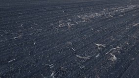 Plowed fields with sprouts of agriculture. Sowing the crop. Video filming from the air without color correction. - Powered by Shutterstock - Get 15% off with code: PIKWIZARD15