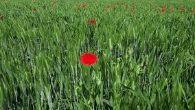 Video of beautiful poppies moved by the wind in a field of organic green wheat in Italy during an amazing summer sunny day