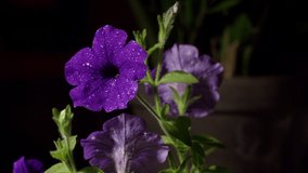 purple sulfinium petunia flower water drops