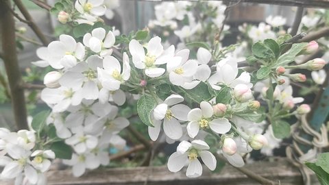 Blossom apple white flower tree on nature background. Beautiful branch on spring day. Spring apple flowers on apple branch trees blossom in the garden.
