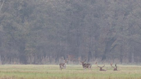 Male fallow deer rutting fight