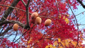 KYOTO, JAPAN : View of persimmon fruits and maple leaf. Japanese autumn leaves and winter season concept video.