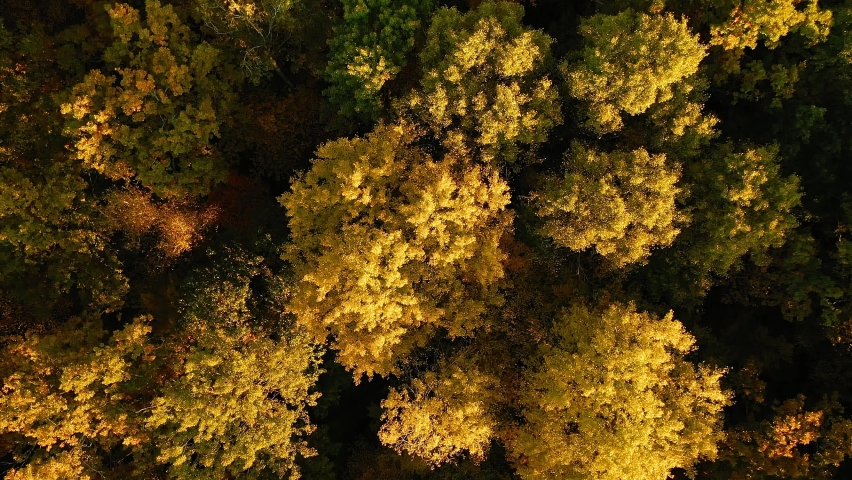 Aerial View Of Oak Forest 4K. Elevated View Of Woods Forest Landscape During Sunset In Autumn Evening. Calm Flight Above Fall Autumn Mixed Forest During Beautiful Sunset Evening. Sun Sunlight Through | Shutterstock HD Video #1090464749