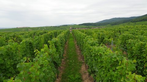 Walk between lush rows of vineyard, Hunawihr village visible ahead at valley. Scenic green landscape of cultivated land and small settlements of Alsace, famous wine-making area of Grand Est, France