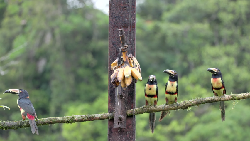 a wide shot of a flock of collared aracari eating bananas at boca tapada of costa rica