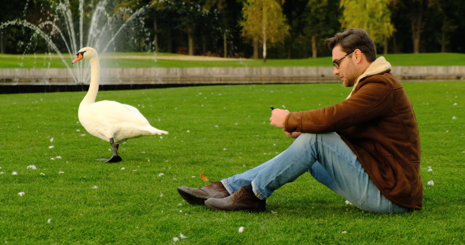 Beautiful swans of the swan park. an elegant man in a coat sits on the green grass in a city park and drinks coffee, in the background a flock of white swans. male enjoying the silence in the park | Shutterstock HD Video #1090469533