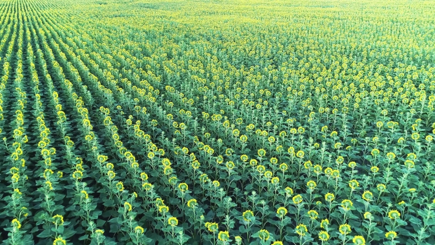 Agriculture 4k aerial view drone video of sunflower field. | Shutterstock HD Video #1090469763