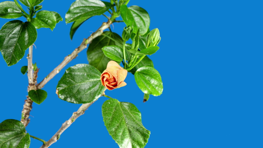 Yellow Red Hibiscus Open Big Flower in Time Lapse. Blooming Orange Plant Blossoms on a Blue Background Wilting Fast. Dry Flower Royalty-Free Stock Footage #1090470349