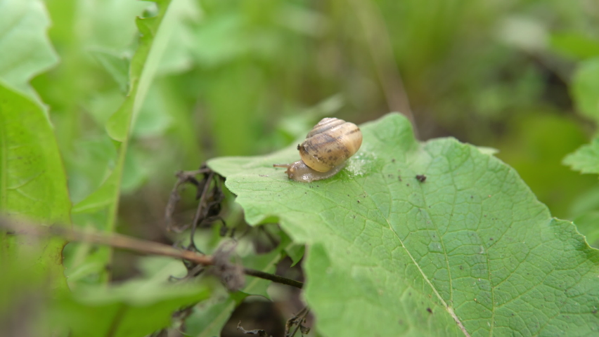 A lone snail, crawling on a green leaf of grass shaking in the wind, macro shot 4k | Shutterstock HD Video #1090472137