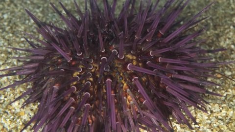 Close-up on the spines of Sea Urchin walks on the sand. Purple Sea Urchin (Paracentrotus lividus) Underwater shot. Mediterranean Sea, Europe.