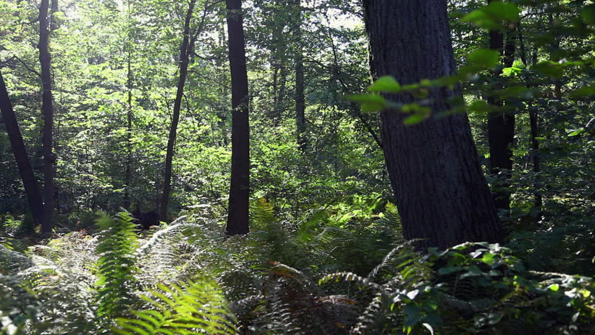 Green Woods