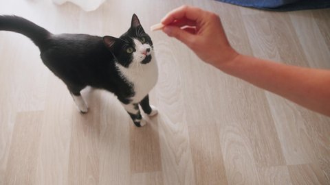 Domestic pet, owner hand feed cat treats in living room. Cat treats and snacks concept.