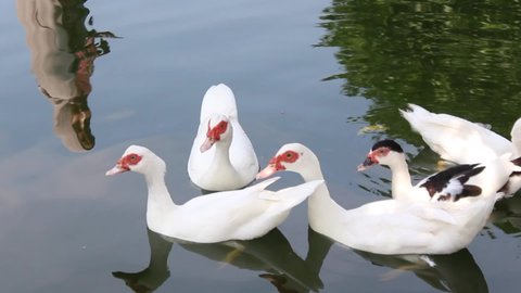 A flock of muscovy duck are swimming in the morning in a green water pond