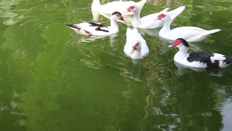 A flock of muscovy duck are swimming in the morning in a green water pond