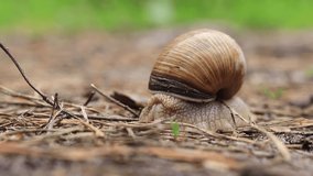The snail unfolds its horns, close-up video, selective focus. Wildlife after the rain