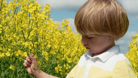 Ukraine, Lviv region, Little Ukrainian, cute boy in a rapeseed field sniffs a flower from which he sneezes.