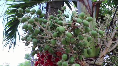 Betel nut palm tree with red fruits on natural tropical Koh Samui island in Surat Thani Thailand.