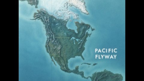 1960s: map of North America for Pacific Flyway, ducks swimming in pond and eating food under surface, map of North America for Central Flyway