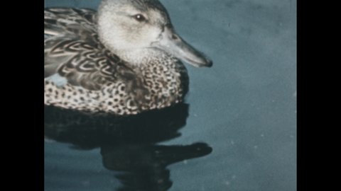 1960s: ducks swimming in lake, location highlighted in south-central Canada on map of North America, two ducks looking for food