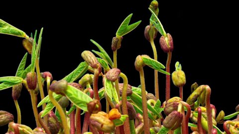 mung beans sprouted, healthy microgreens