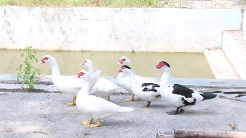 A flock of muscovy ducks walking around the pond