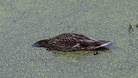 Female Mallard duck feeding in a still pond