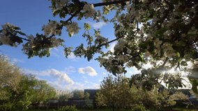 Time lapse, blooming apple tree, cloudy sky, vegetable garden, rural landscape. Sun