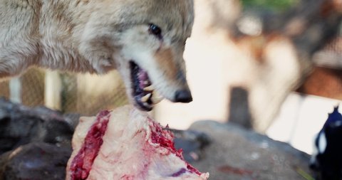 a wolf that eats a piece of meat and tears it with its teeth