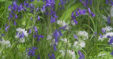 Slow motion of Cornish Bluebells and Wild Garlic Flowers in Springtime At Enys Gardens In Cornwall, England. Closeup