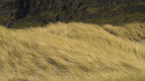 Beach Grass Blowing With The Strong Winds In Sandur On Sandoy, Faroe Islands. - wide static