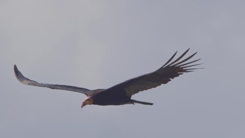Full shot of Yellow Headed Vulture soars through sky, huge wingspan on display.