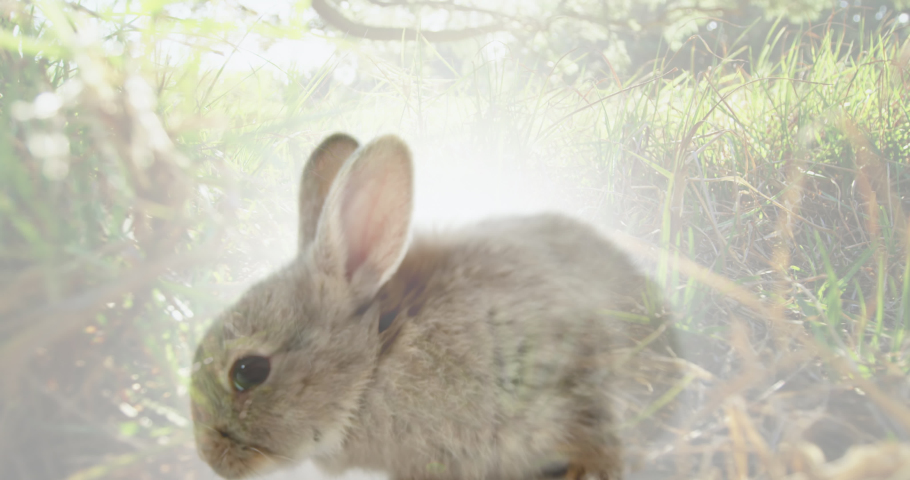 Composite video of bright spot of light against rabbit in the forest. national pet month awareness concept | Shutterstock HD Video #1090480765