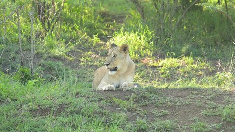 Lioness in the nature reserve in Hluhluwe National Park South Africa