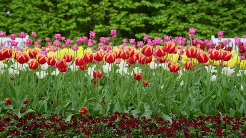 Tulips. Red, yellow and pink tulips. Red, yellow and pink tulips. Plantation of red, yellow and pink tulips. Lots of flowers.