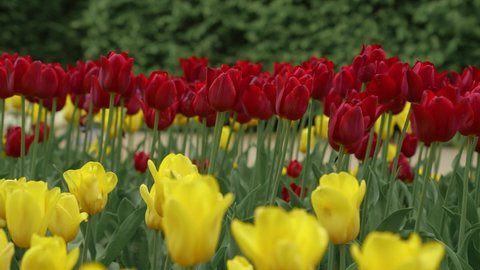 Tulips. Red and yellow tulips. Plantation of red and yellow tulips. Lots of flowers.