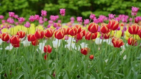Red, yellow and pink tulips. Plantation of red, yellow and pink tulips. Lots of flowers.