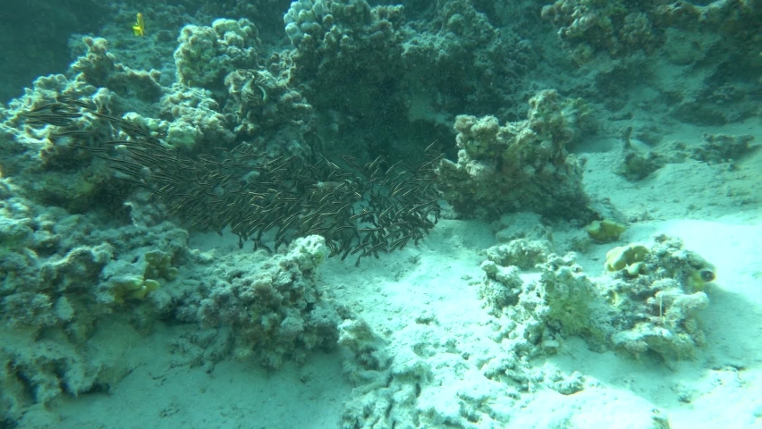 Striped eel catfish (Eng) - Plotosus lineatus (Lat) (family Plotosidae) - grows up to 20 cm.Inhabits shallow reefs (up to 25 m) with a sandy bottom. It feeds on small benthic invertebrates, small fish