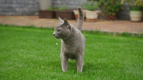 Grey domestic cat standing in the backyard with a funny face
