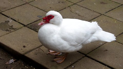 Muscovy duck. Duck in the park. Animal in an aviary. White bird walks on the ground
