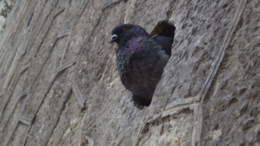 Malaga. Spain. The dove sits in a hole in the wall. | Shutterstock HD Video #1090488959