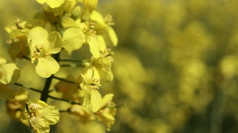 Close up blooming rapeseedin agricultural field. Rapeseed is grown for the production of animal feeds, vegetable oils and biodiesel