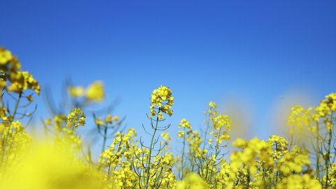 Yellow blooming rapeseed field. Rapeseed is grown for the production of animal feeds, vegetable oils and biodiesel