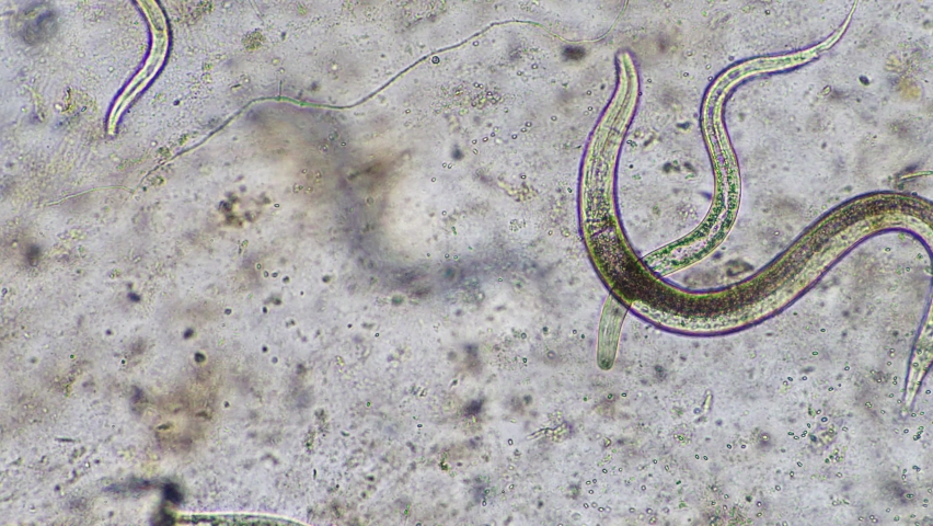 worms under the microscope in a laboratory Royalty-Free Stock Footage #1090489323