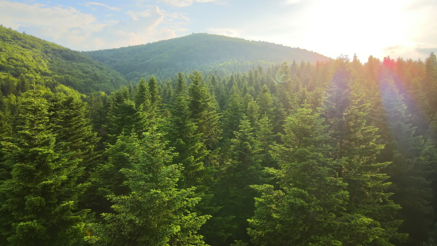 Aerial view of green pine forest with dark spruce trees. Nothern woodland scenery from above