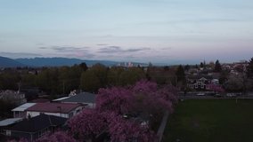 Fly over cherry blossom trees with Vancouver metrotown far away